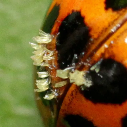 Hesperomyces harmoniae (Hesperomyces harmoniae) — photo mycologique