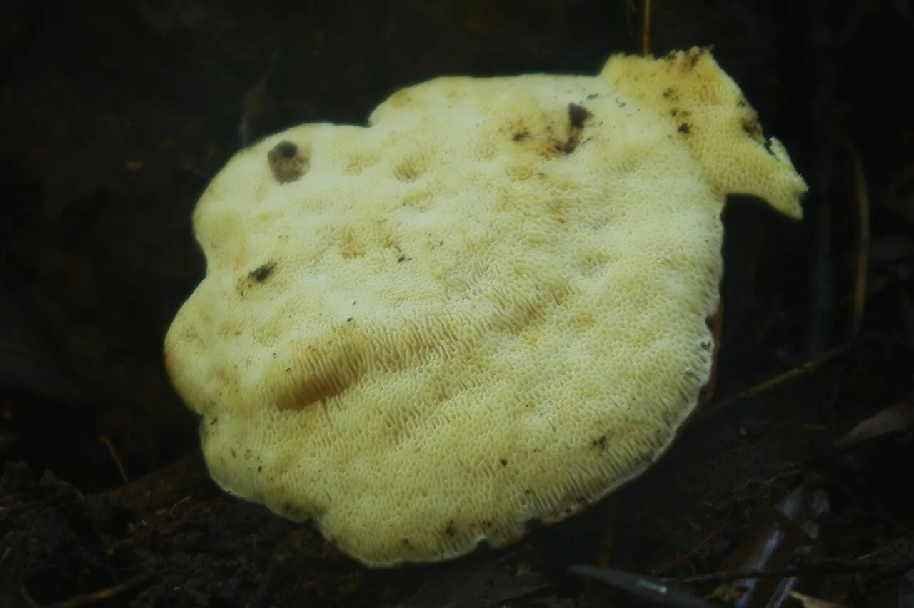 Heterobasidion araucariae (Heterobasidion araucariae) — photo mycologique
