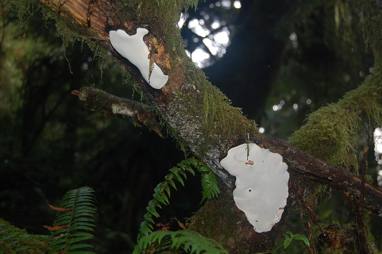 Heterobasidion occidentale (Heterobasidion occidentale) — photo mycologique