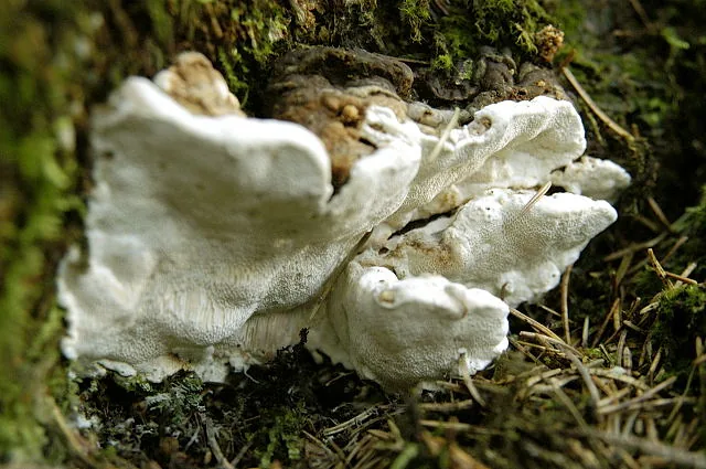 Heterobasidion orientale (Heterobasidion orientale) — photo mycologique