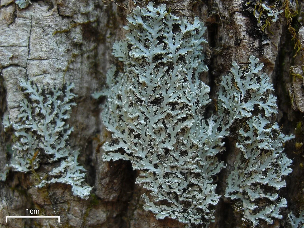 Heterodermia lepidota (Heterodermia lepidota) — photo mycologique