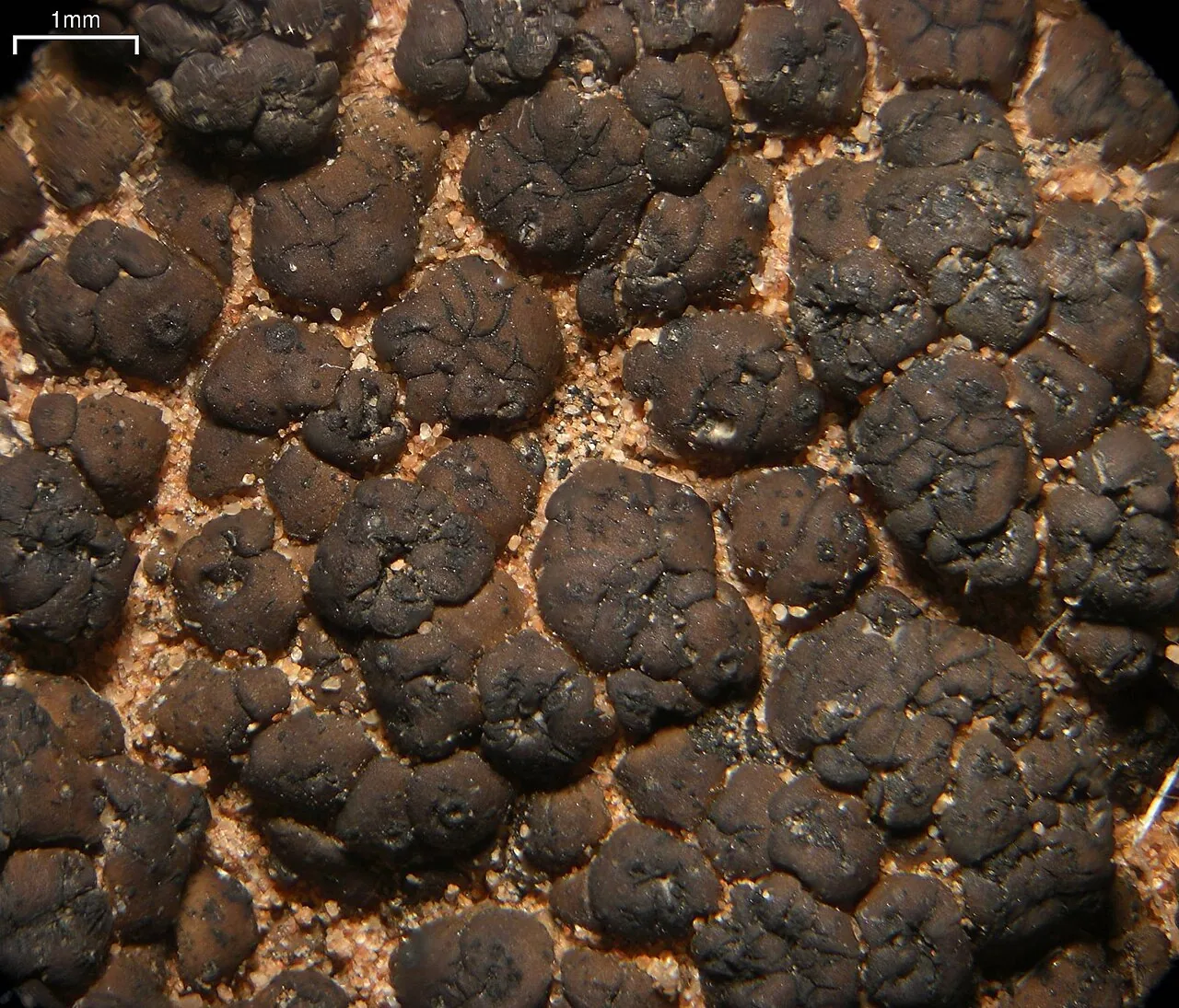 Heteroplacidium divisum (Heteroplacidium divisum) — photo mycologique