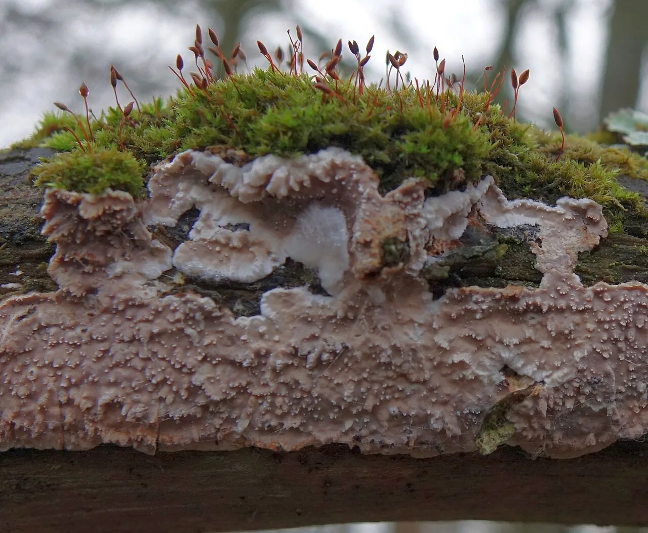 Heteroradulum deglubens (Heteroradulum deglubens) — photo mycologique
