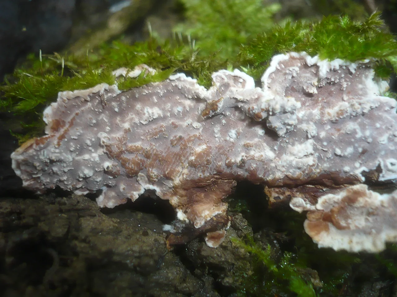 Heteroradulum kmetii (Heteroradulum kmetii) — photo mycologique