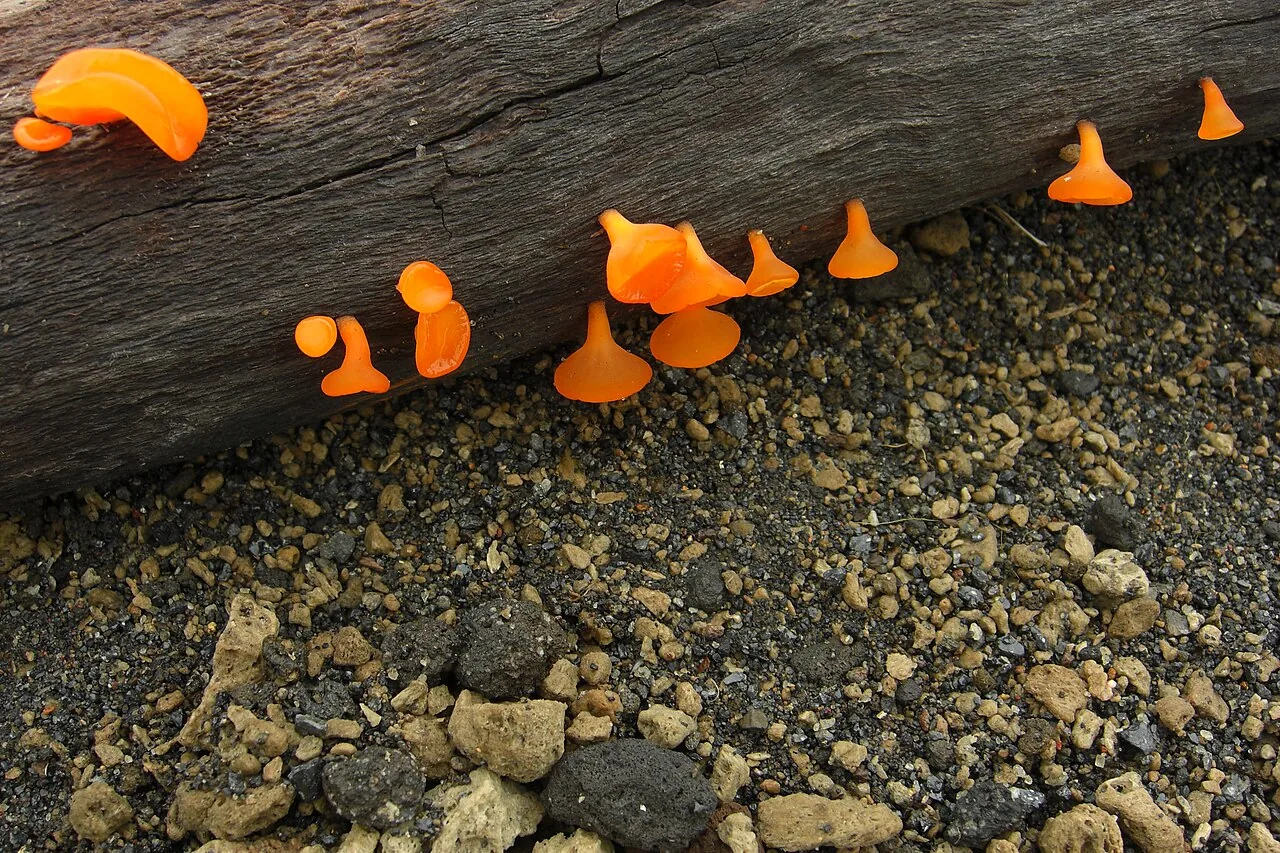 Heterotextus peziziformis (Heterotextus peziziformis) — photo mycologique