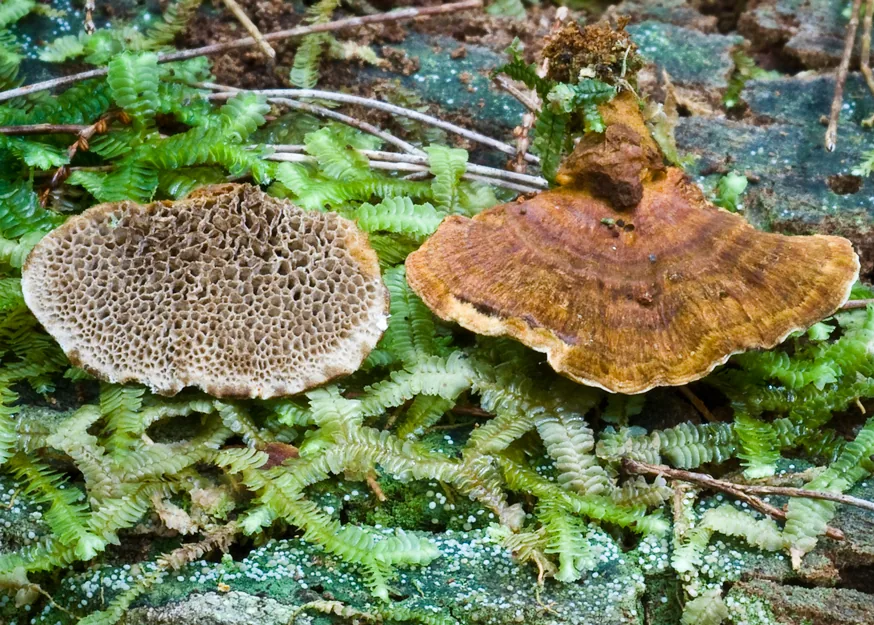 Hexagonia apiaria (Hexagonia apiaria) — photo mycologique