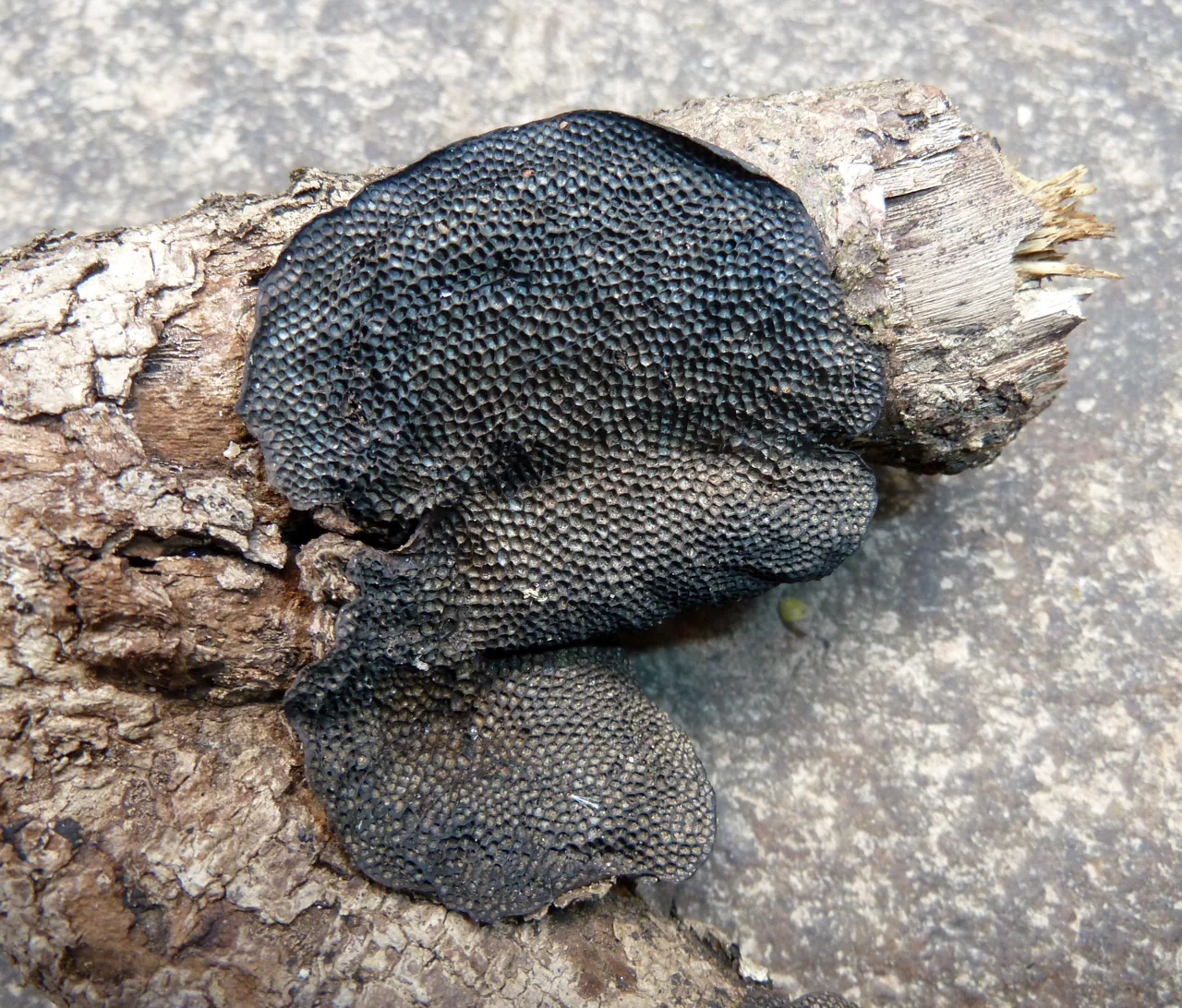 Hexagonia cuprea (Hexagonia cuprea) — photo mycologique