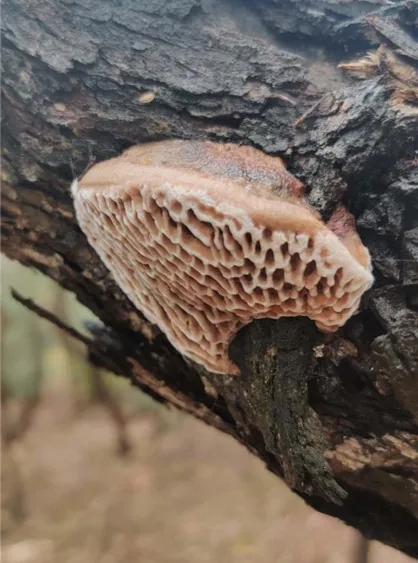 Hexagonia vesparia (Hexagonia vesparia) — photo mycologique