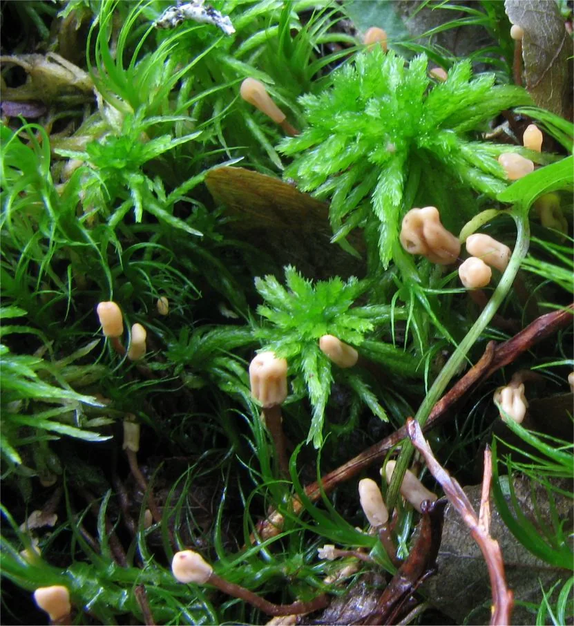 Heyderia abietis (Heyderia abietis) — photo mycologique