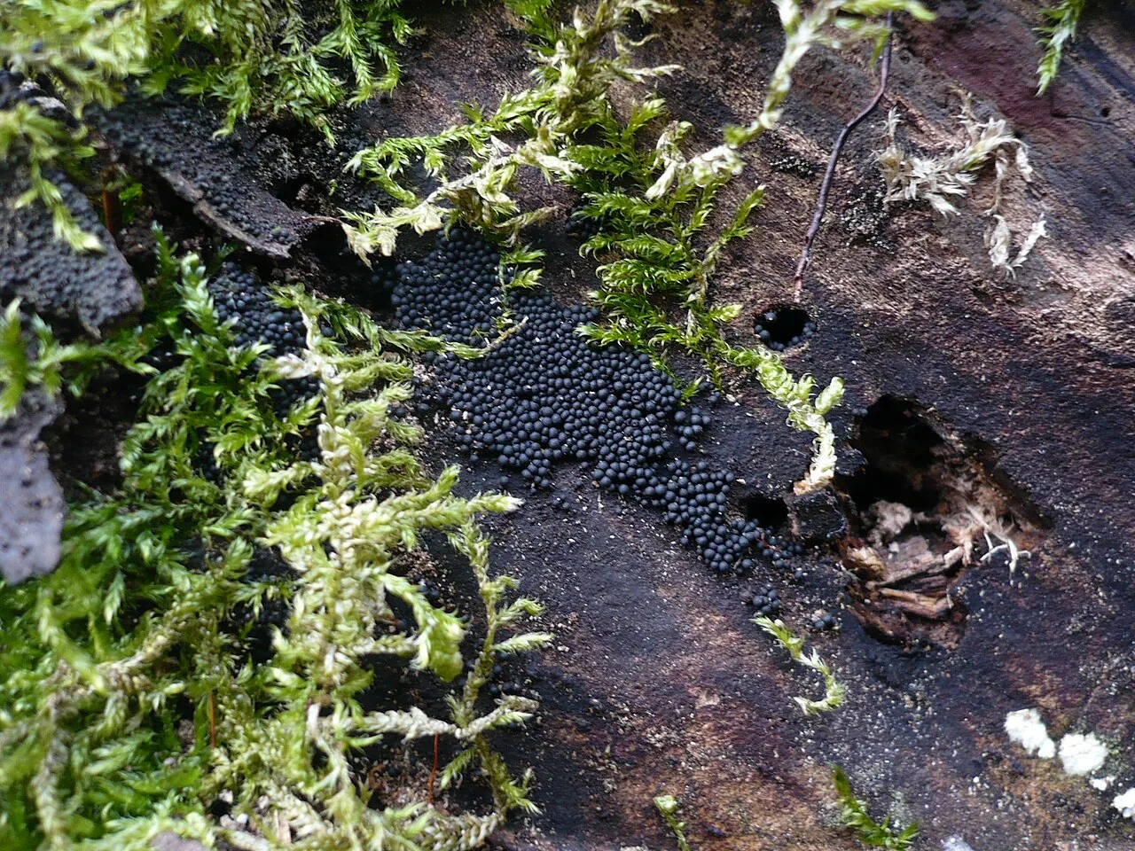 Hilberina dactylina (Hilberina dactylina) — photo mycologique