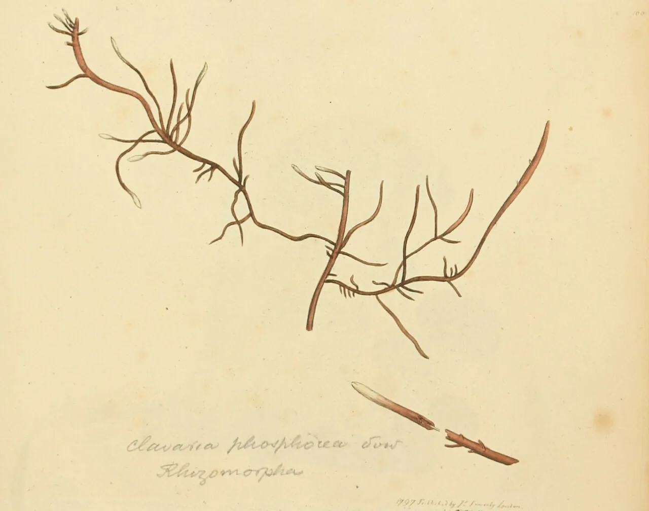 Himantia plumosa (Himantia plumosa) — photo mycologique