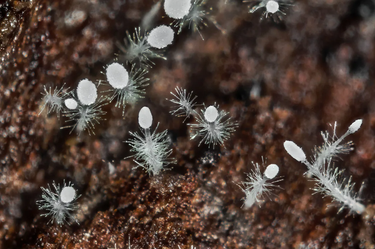 Hirticlavula elegans (Hirticlavula elegans) — photo mycologique