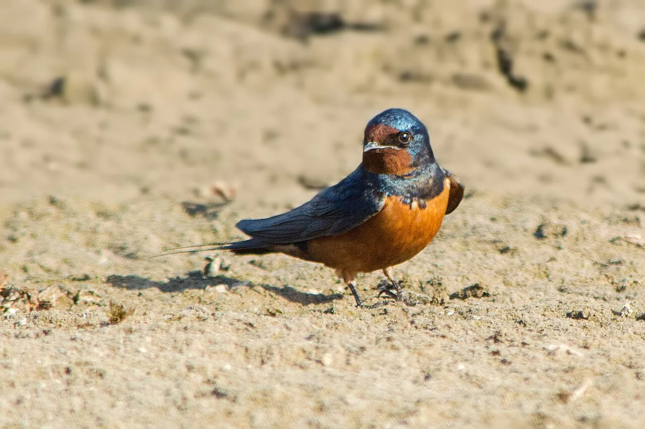 Hirondelle rustique (Hirundo rustica) — photo vertébré