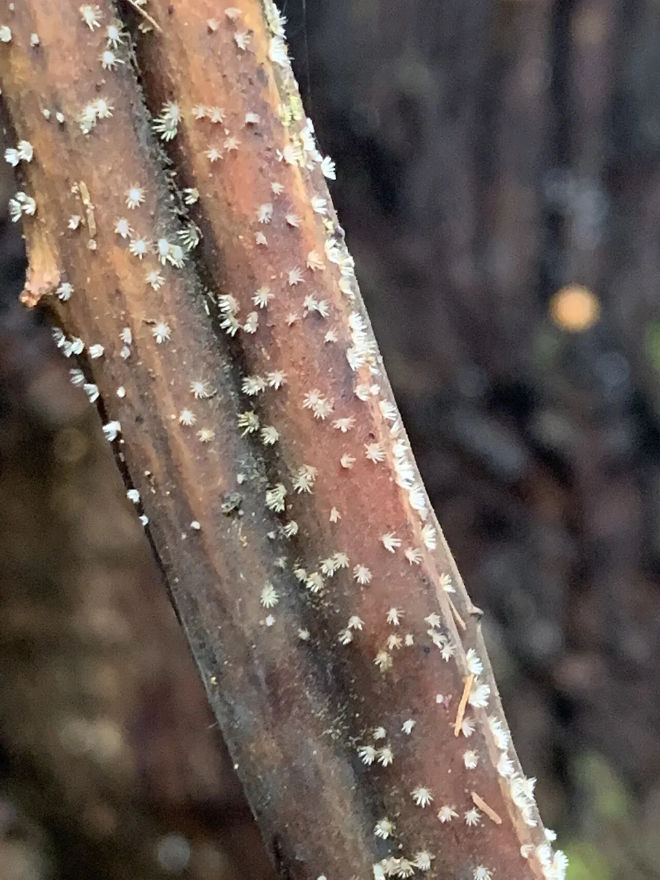 Hispidula rubra (Hispidula rubra) — photo mycologique