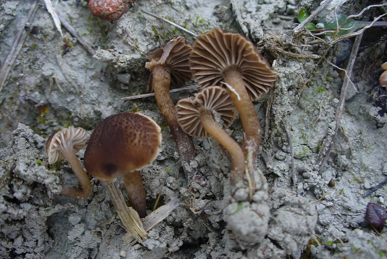 Hodophilus fuscofoetens (Hodophilus fuscofoetens) — photo mycologique