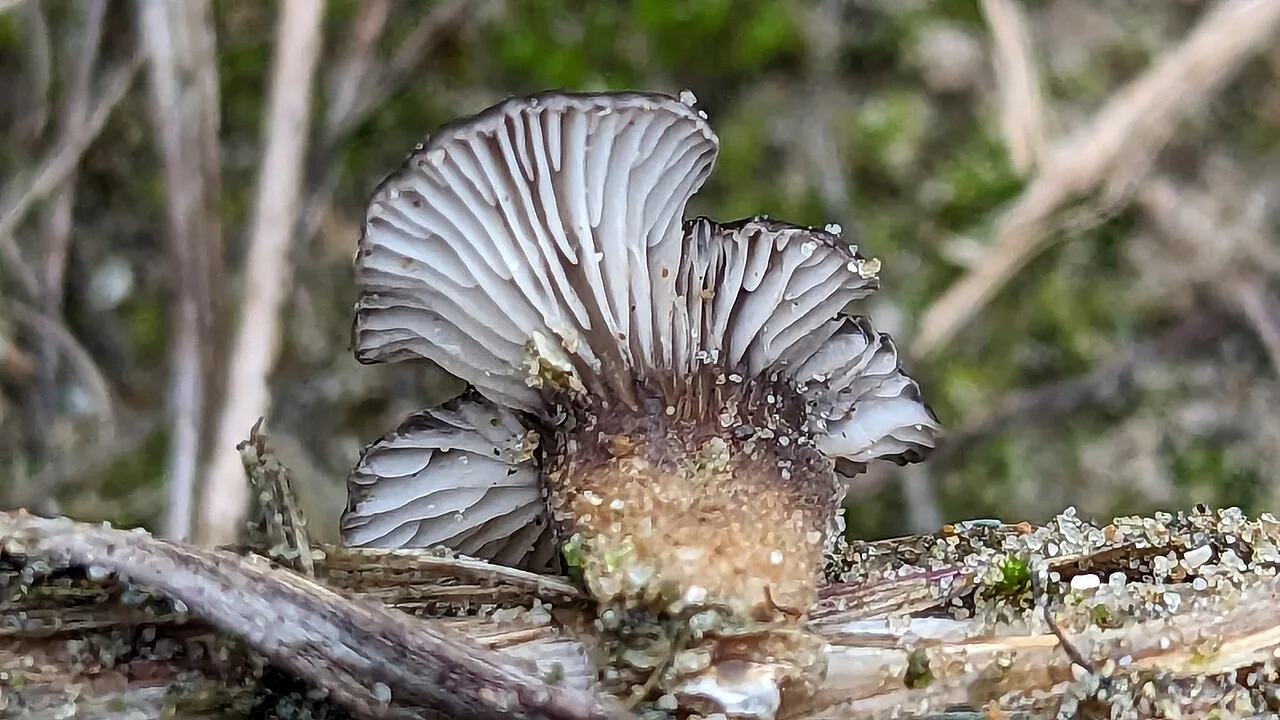 Hohenbuehelia culmicola (Hohenbuehelia culmicola) — photo mycologique