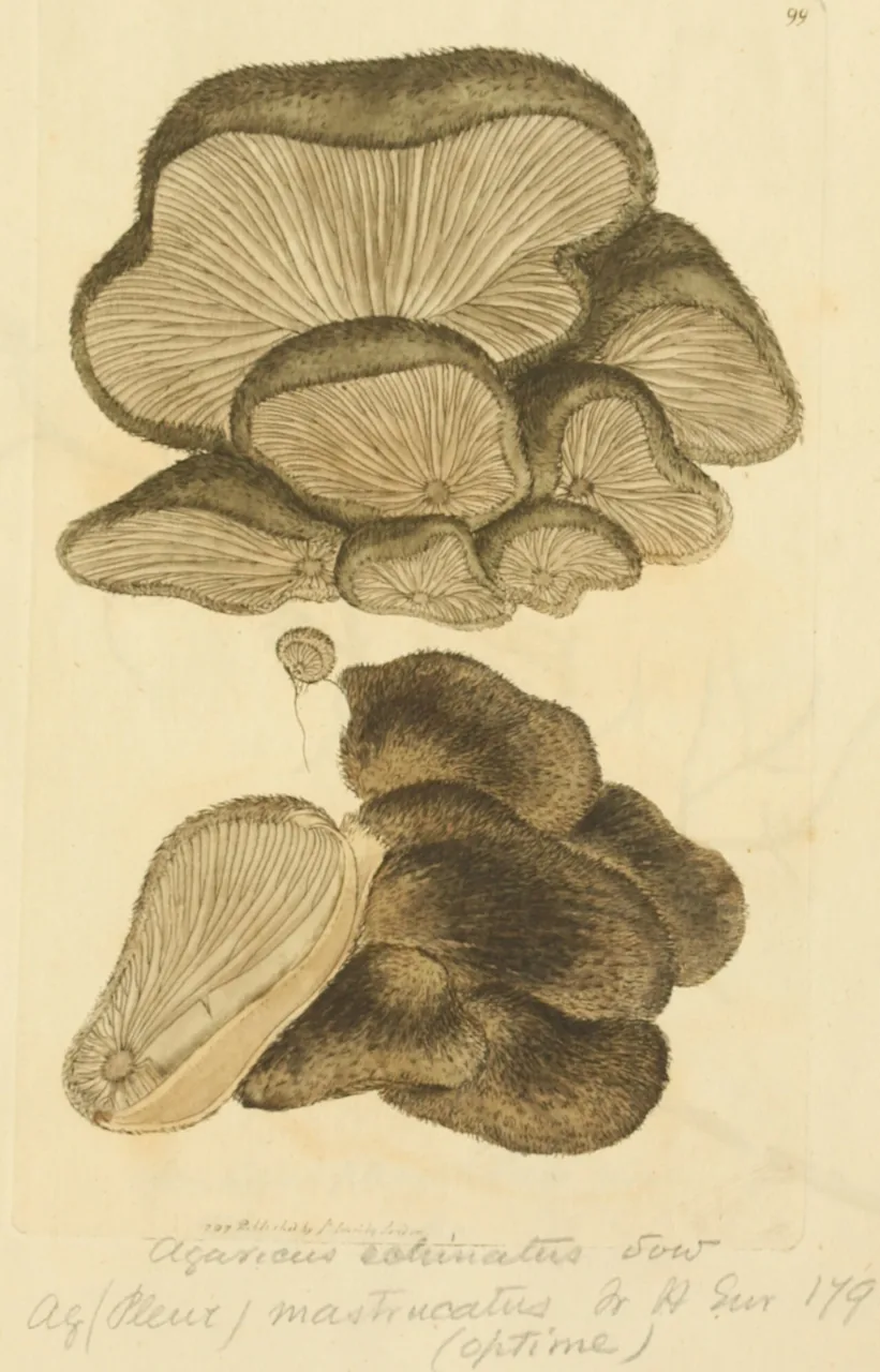 Hohenbuehelia mastrucata (Hohenbuehelia mastrucata) — photo mycologique