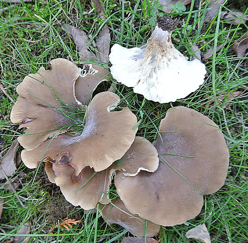 Hohenbuehelia petaloides (Hohenbuehelia petaloides) — photo mycologique