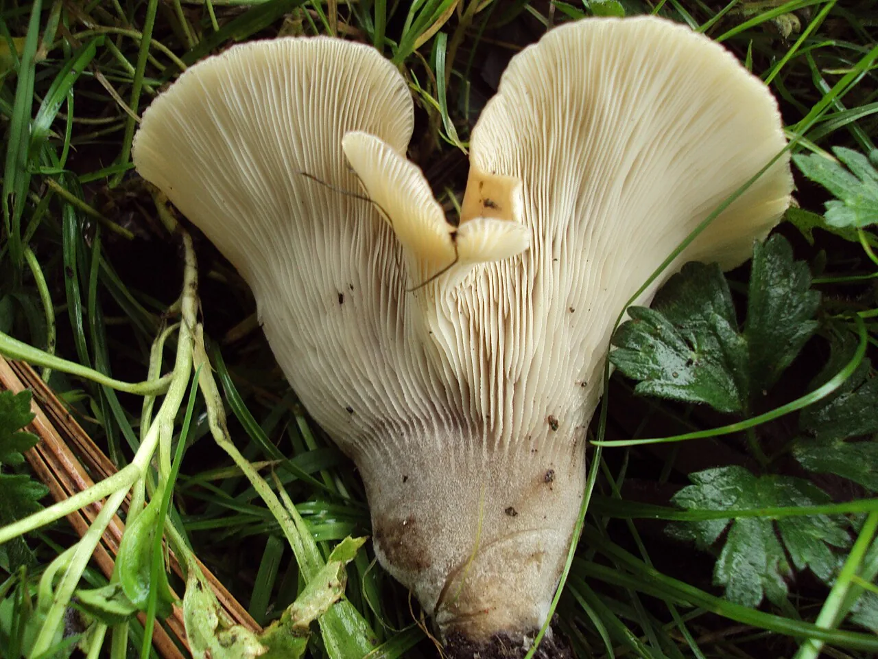 Hohenbuehelia valesiaca (Hohenbuehelia valesiaca) — photo mycologique
