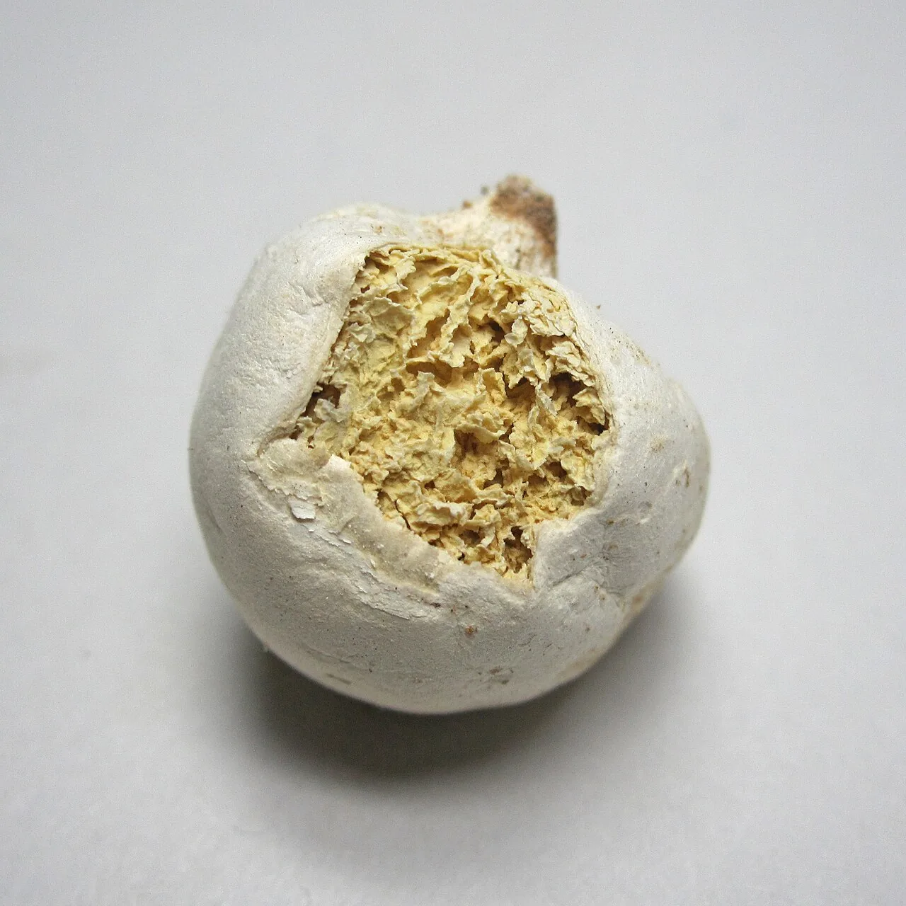 Holocotylon anomalum (Holocotylon anomalum) — photo mycologique