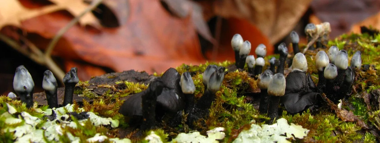 Holwaya mucida (Holwaya mucida) — photo mycologique
