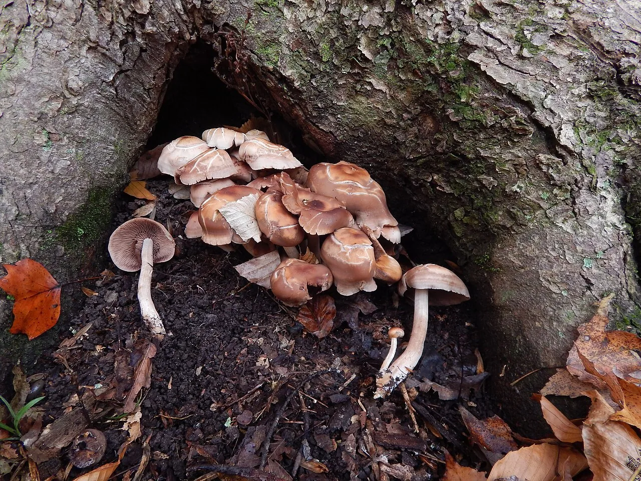 Homophron naucoria (Homophron naucoria) — photo mycologique