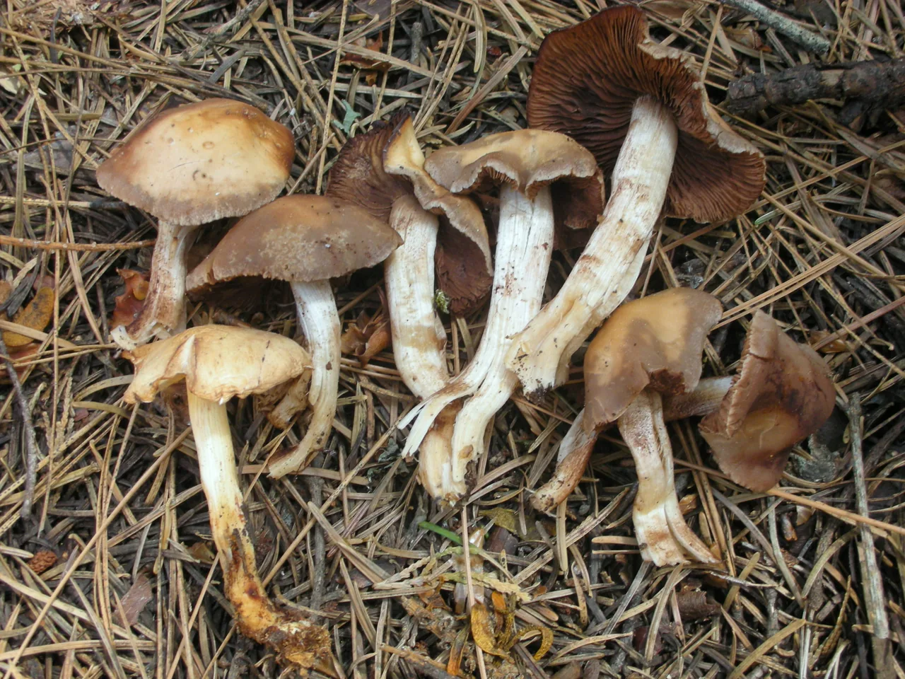 Homophron spadiceum (Homophron spadiceum) — photo mycologique