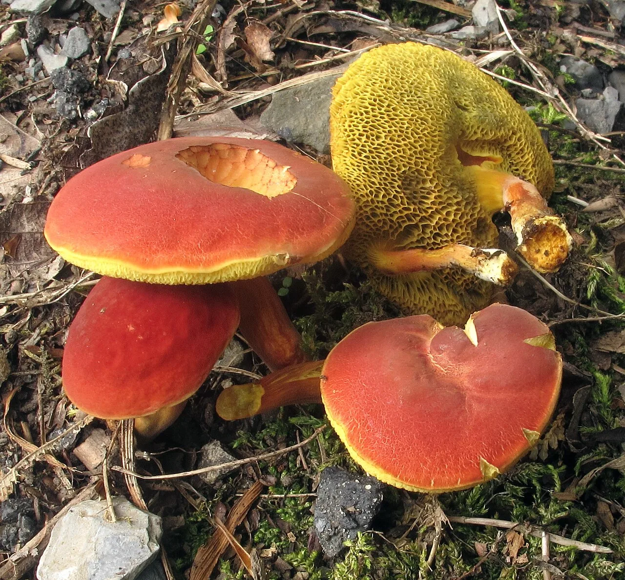 Hortiboletus arduinus (Hortiboletus arduinus) — photo mycologique