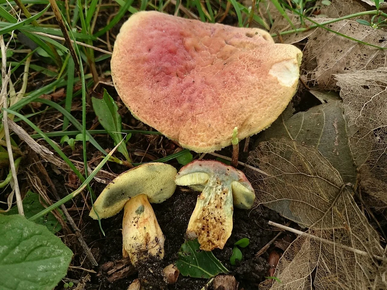 Hortiboletus bubalinus (Hortiboletus bubalinus) — photo mycologique