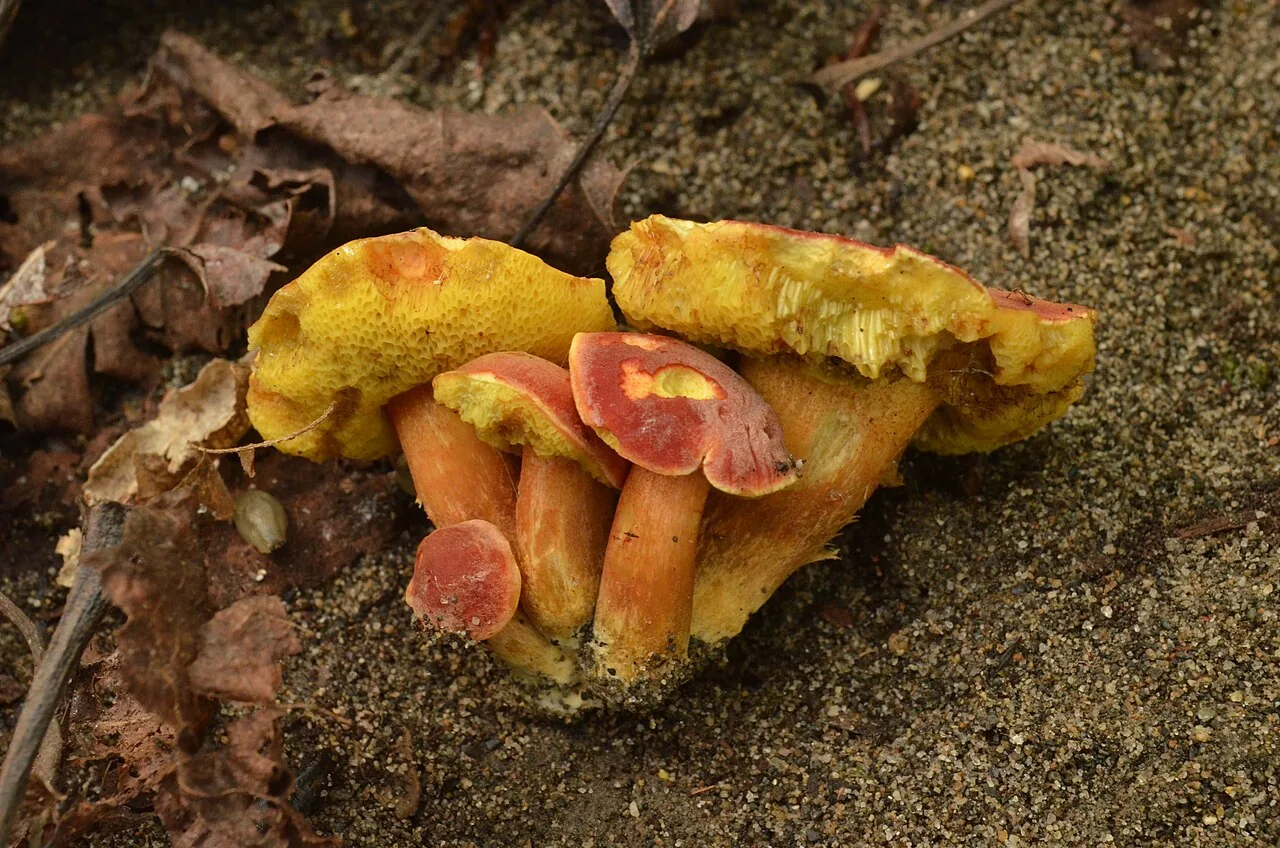 Hortiboletus coccyginus (Hortiboletus coccyginus) — photo mycologique