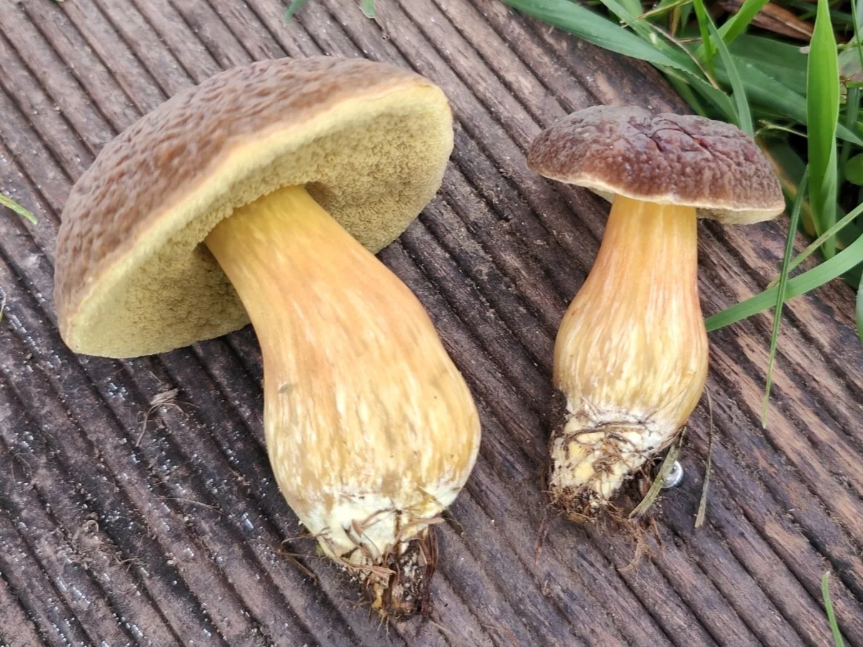 Hortiboletus engelii (Hortiboletus engelii) — photo mycologique
