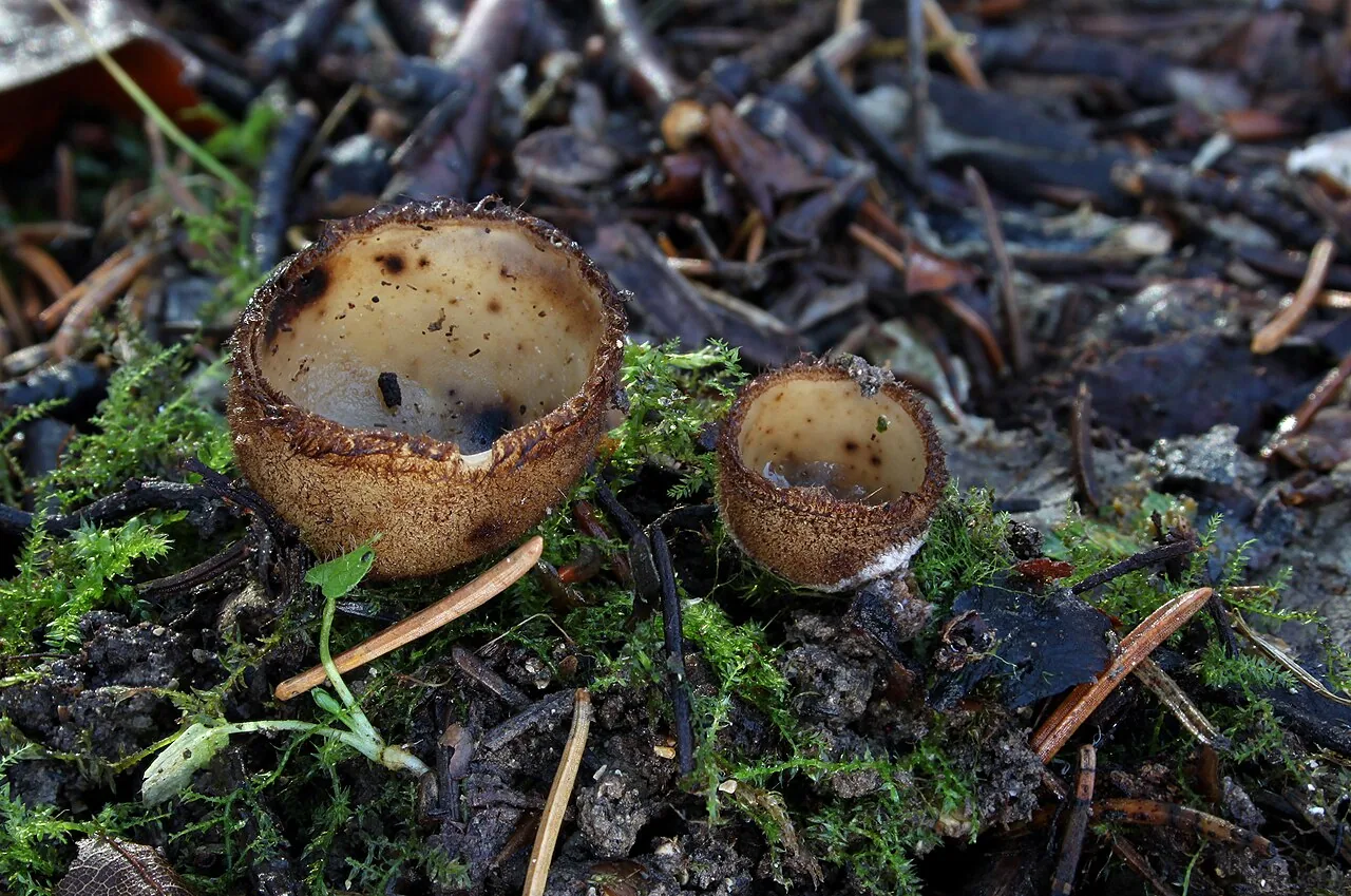 Humaria hiemalis (Humaria hiemalis) — photo mycologique