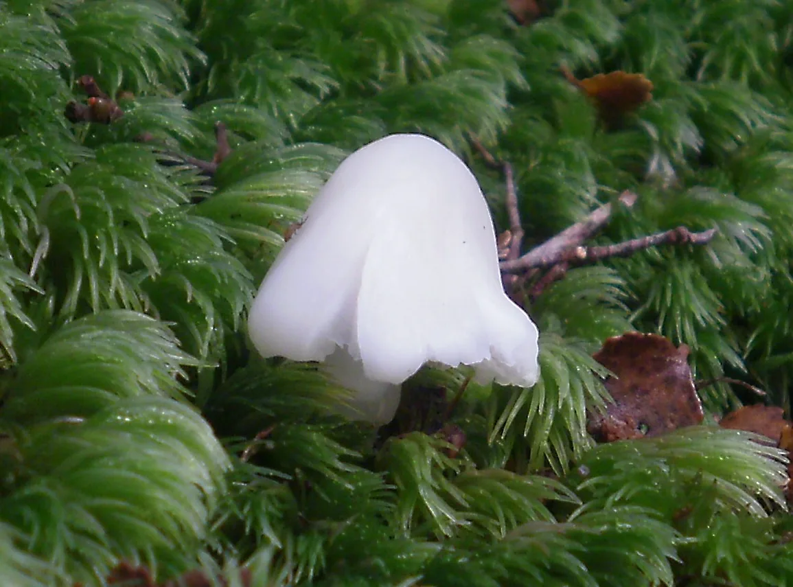 Humidicutis mavis (Humidicutis mavis) — photo mycologique