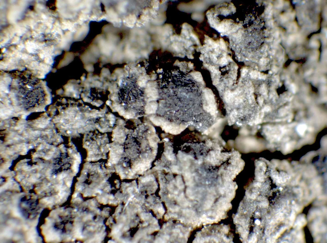 Huriopsis luteonigra (Huriopsis luteonigra) — photo mycologique