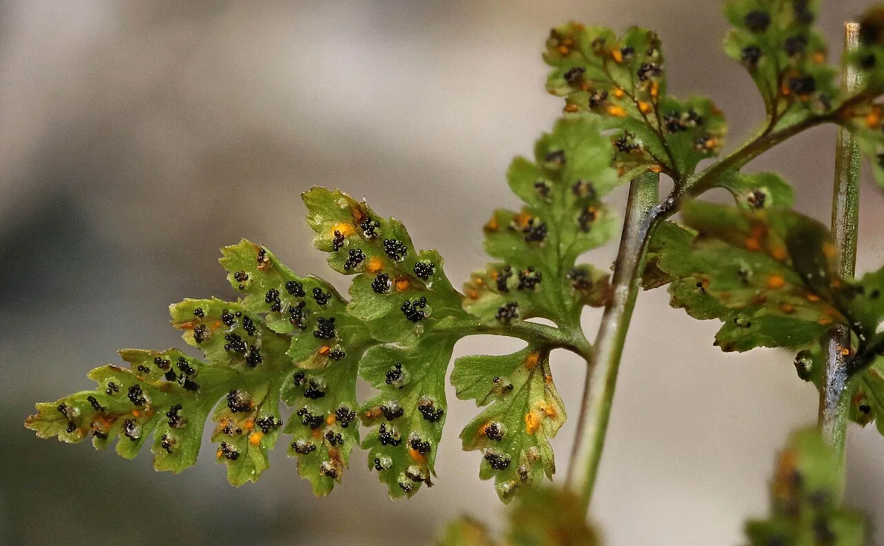 Hyalopsora polypodii (Hyalopsora polypodii) — photo mycologique