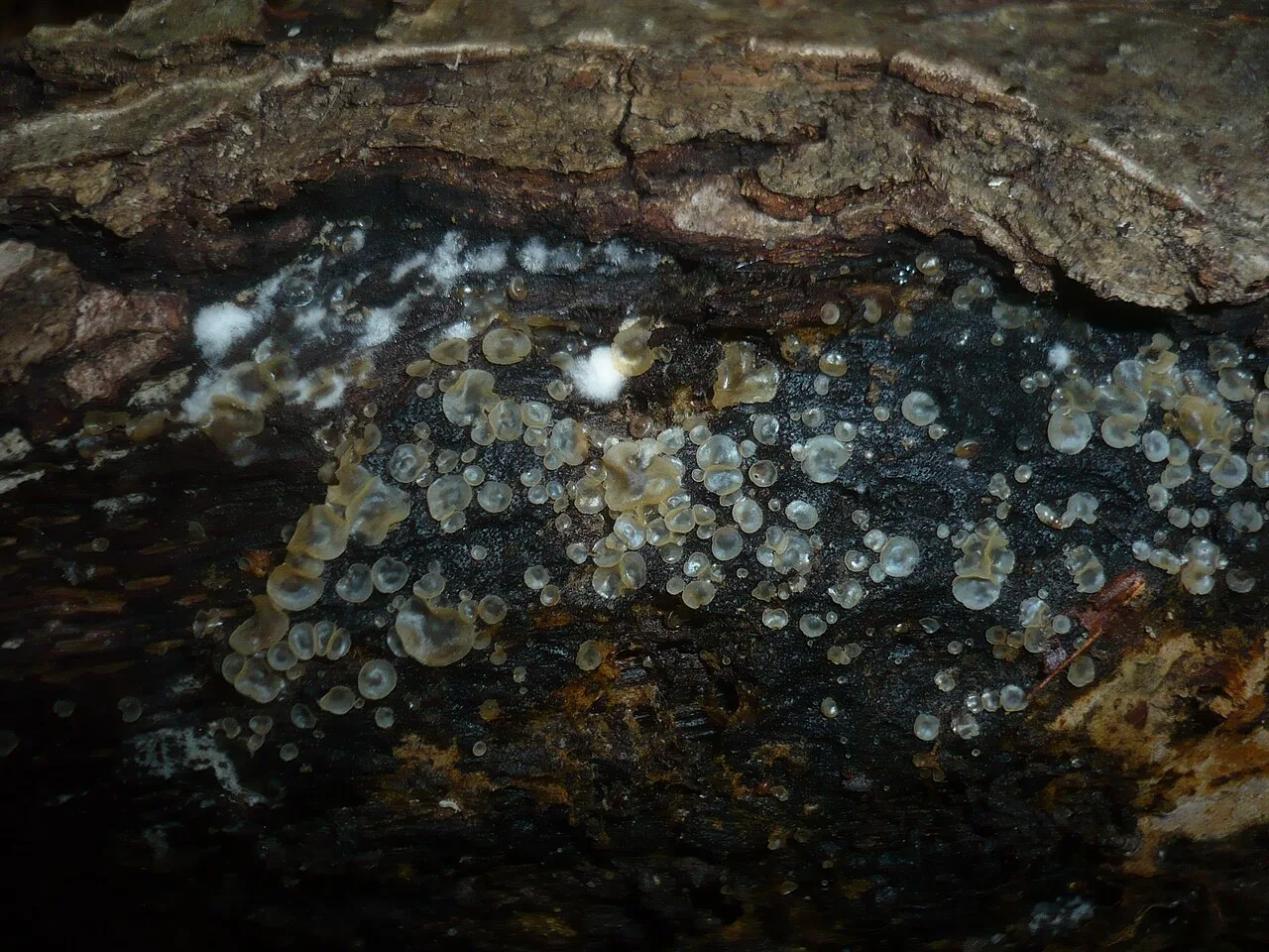 Hyalorbilia fomentarii (Hyalorbilia fomentarii) — photo mycologique