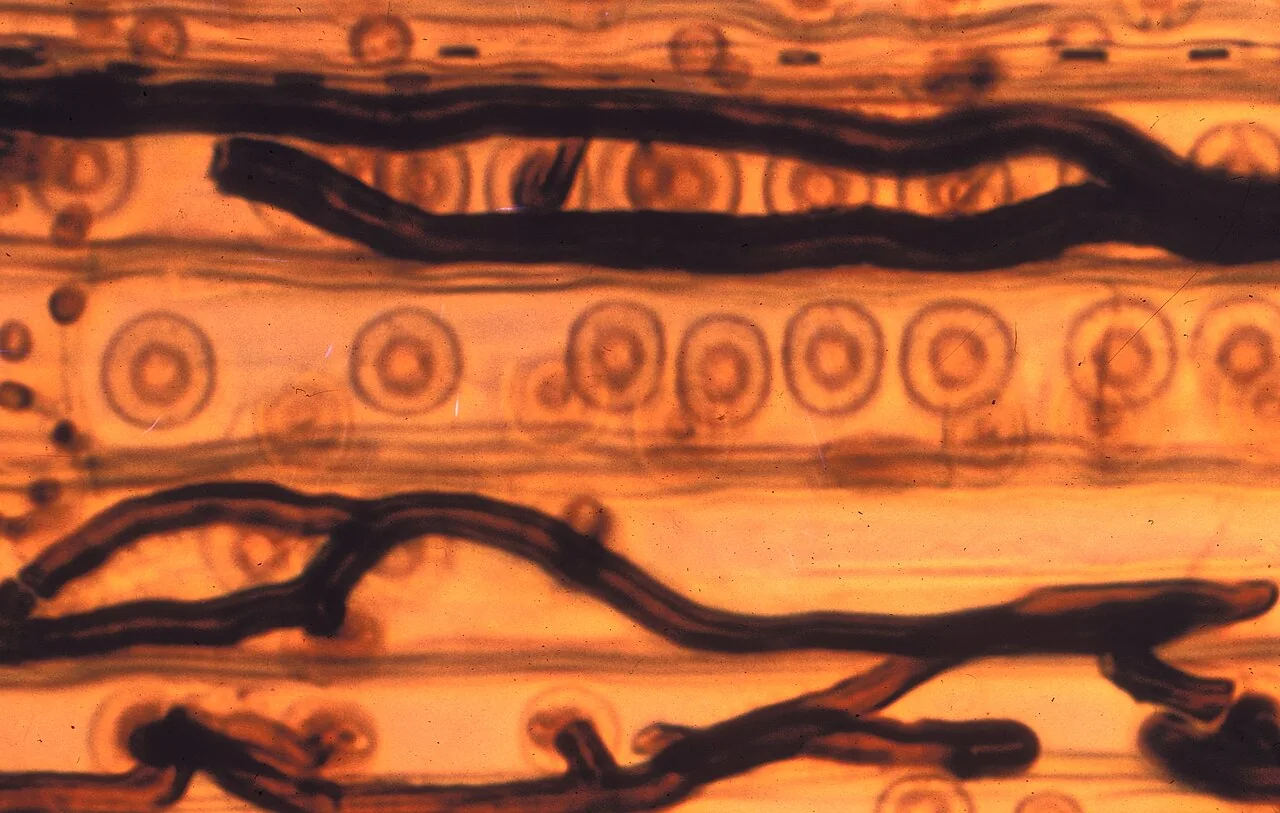 Hyalorhinocladiella ips (Hyalorhinocladiella ips) — photo mycologique