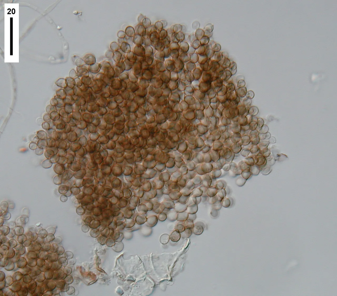 Hyaloscypha occulta (Hyaloscypha occulta) — photo mycologique