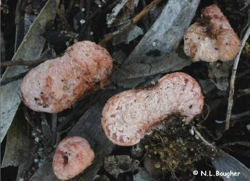 Hydnangium kanuka (Hydnangium kanuka) — photo mycologique
