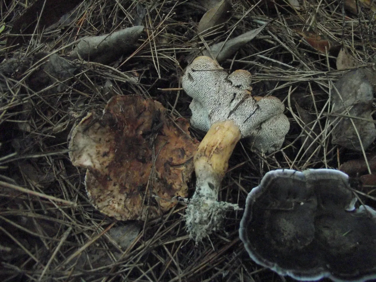 Hydnellum amygdaliolens (Hydnellum amygdaliolens) — photo mycologique
