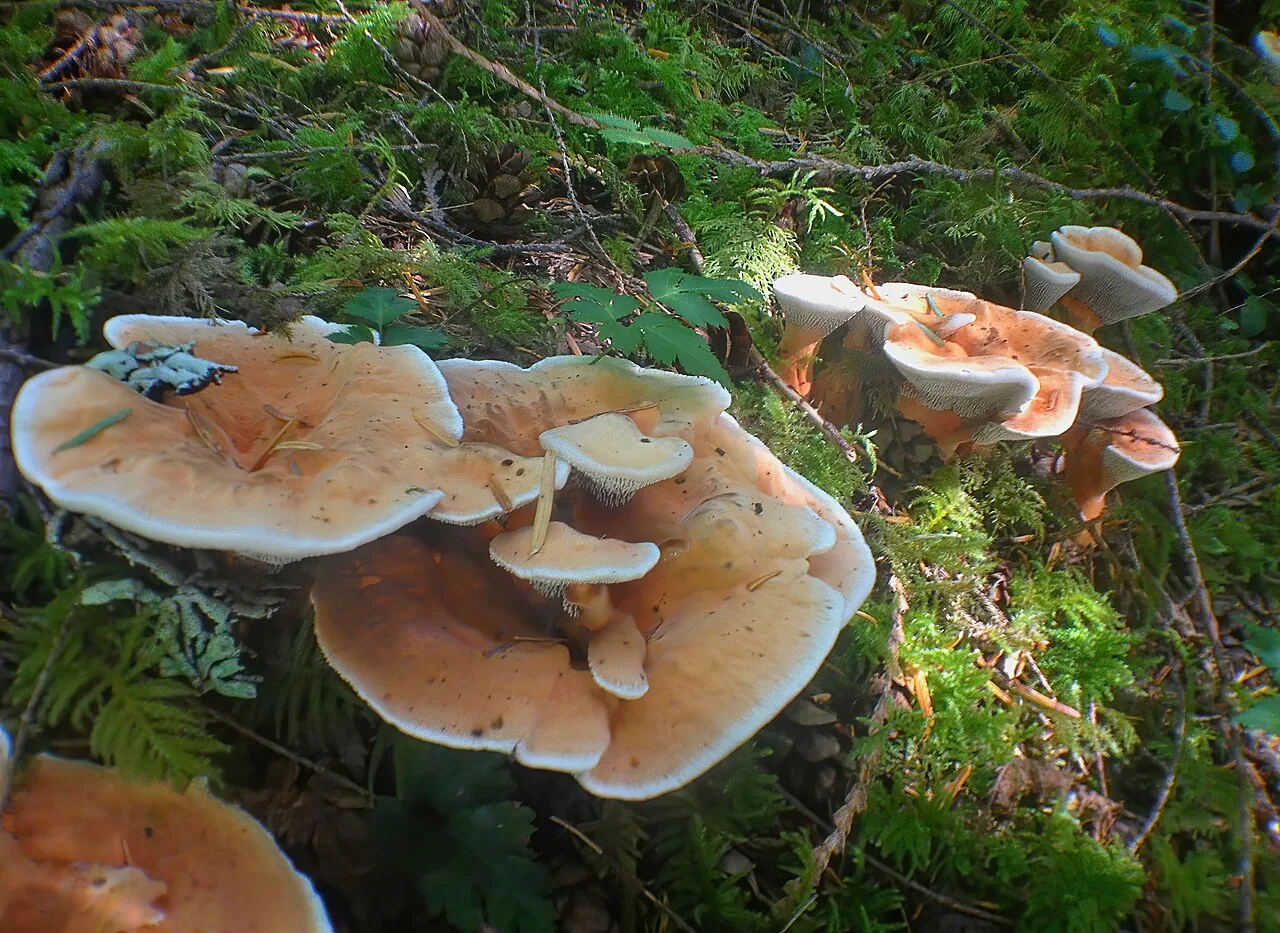 Hydnellum aurantiacum (Hydnellum aurantiacum) — photo mycologique