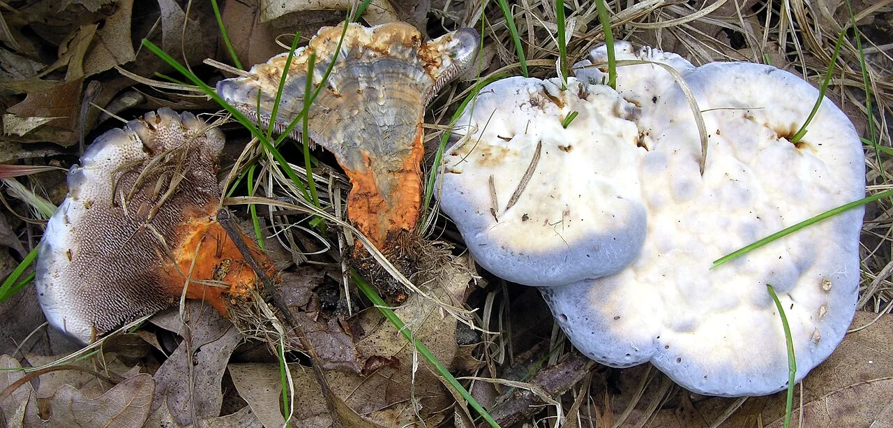 Hydnellum caeruleum (Hydnellum caeruleum) — photo mycologique