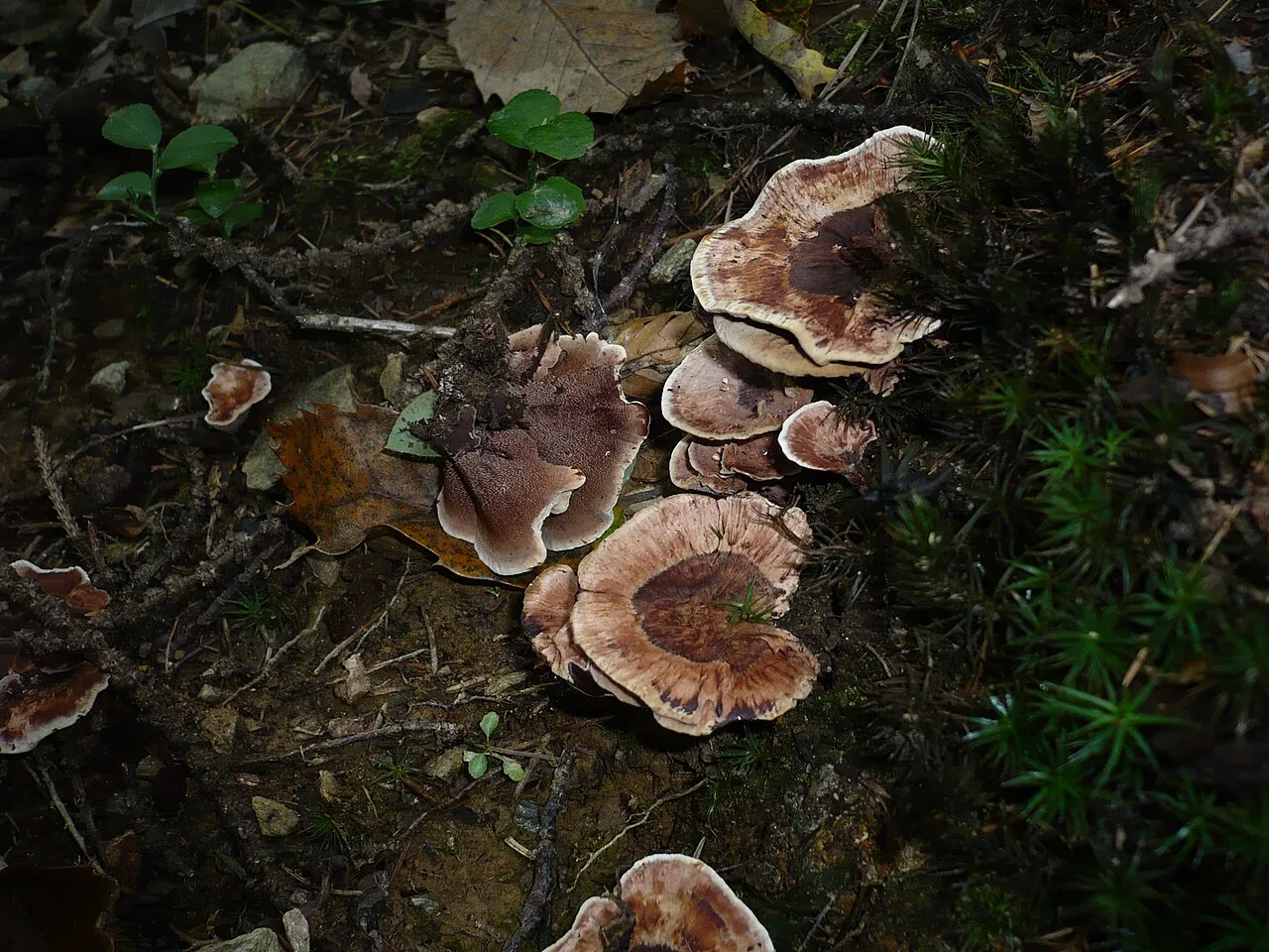 Hydnellum compactum (Hydnellum compactum) — photo mycologique