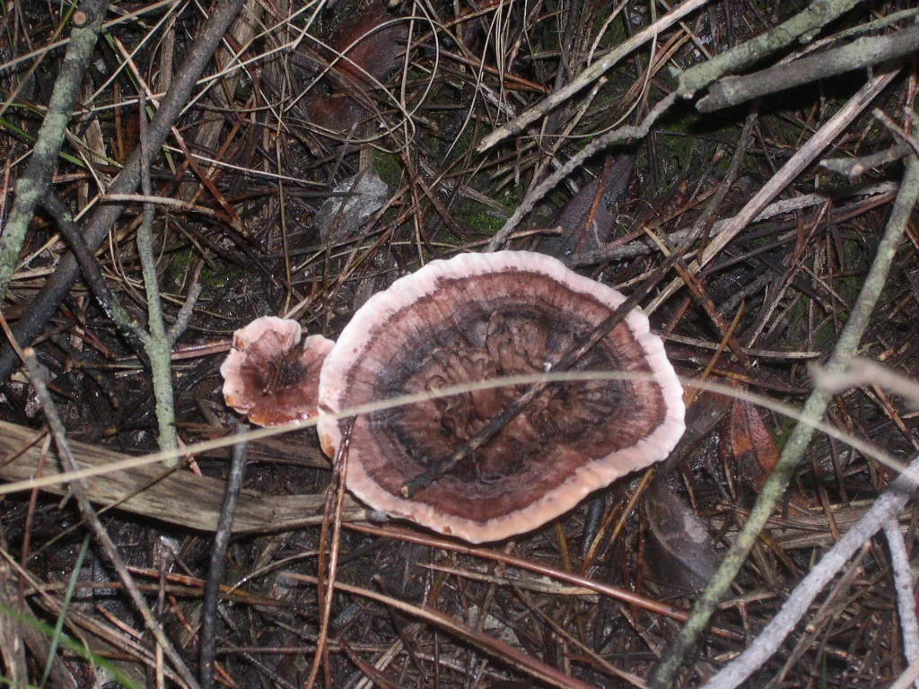 Hydnellum concrescens (Hydnellum concrescens) — photo mycologique