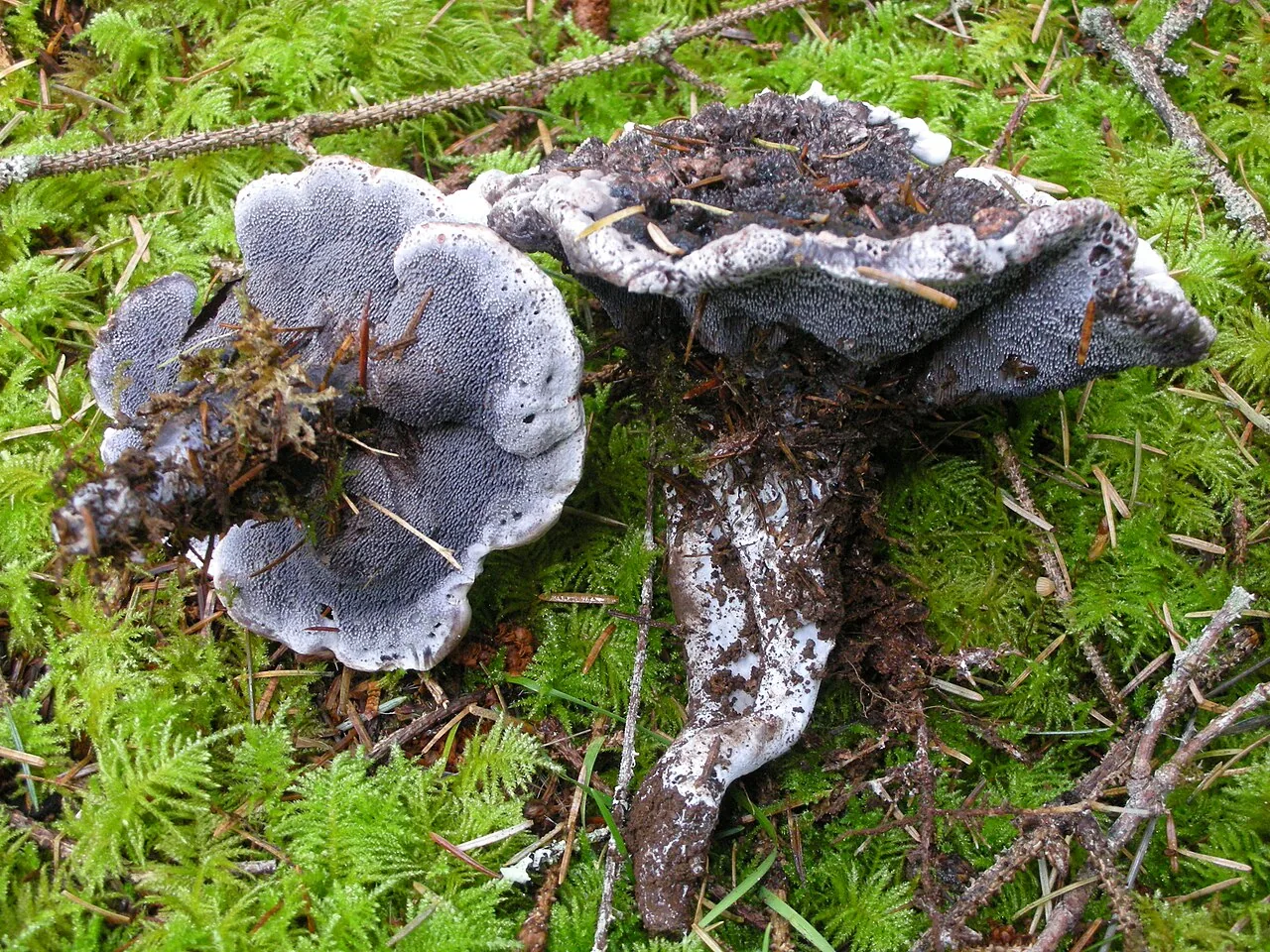 Hydnellum cyanopodium (Hydnellum cyanopodium) — photo mycologique
