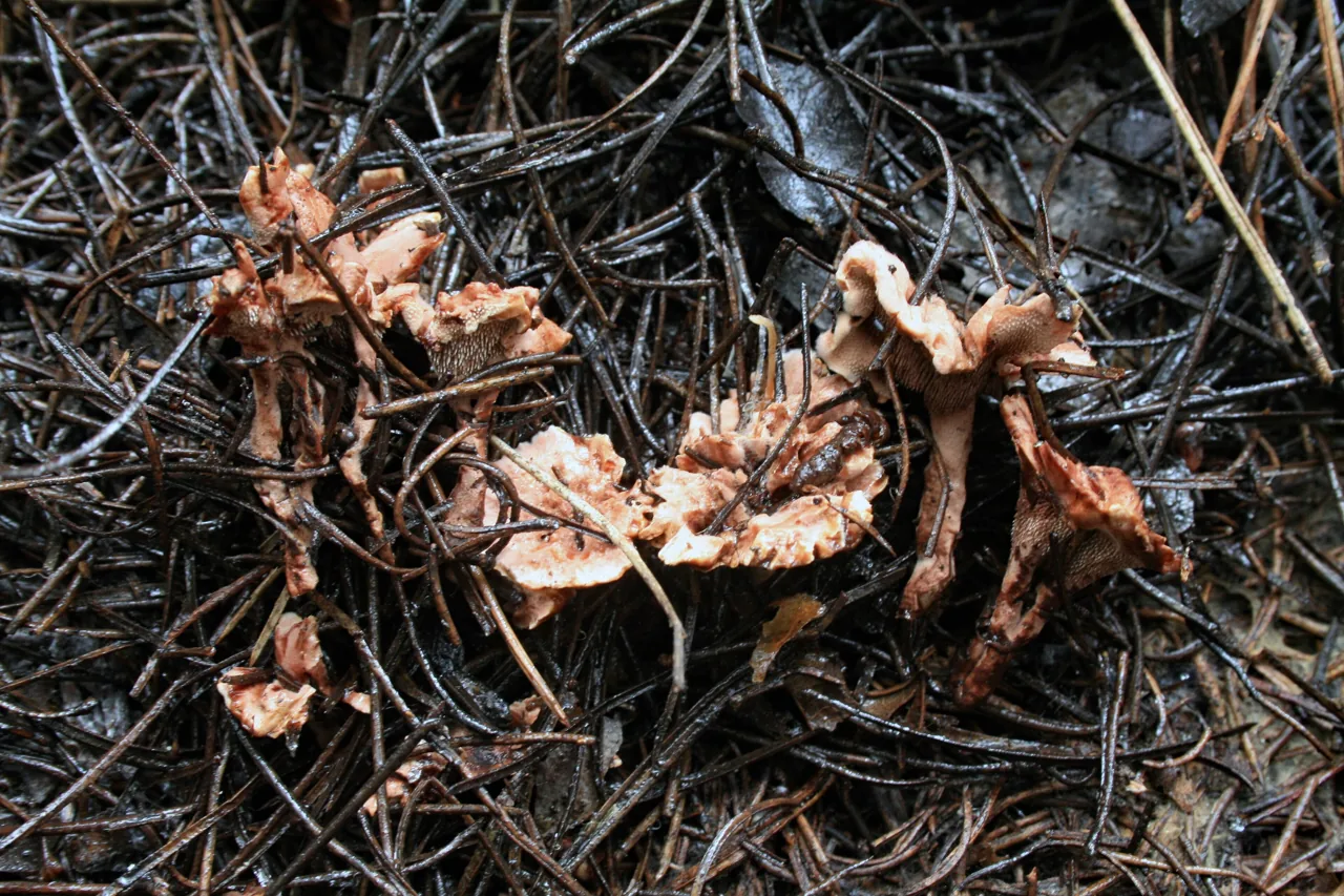 Hydnellum dianthifolium (Hydnellum dianthifolium) — photo mycologique