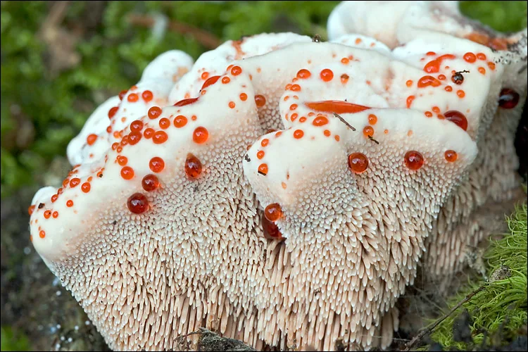 Hydnellum ferrugineum (Hydnellum ferrugineum) — photo mycologique