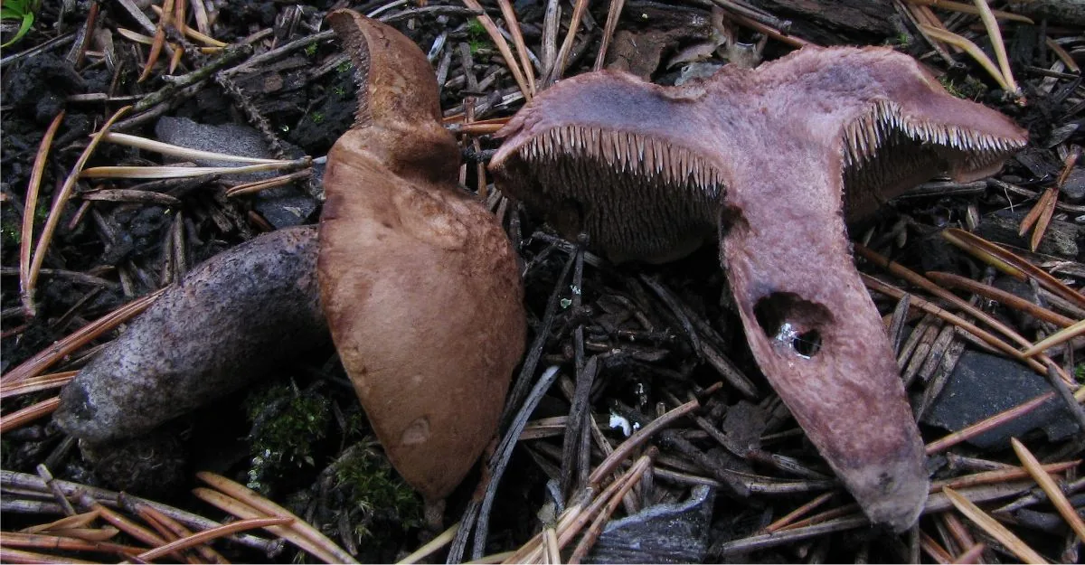 Hydnellum fuligineoviolaceum (Hydnellum fuligineoviolaceum) — photo mycologique