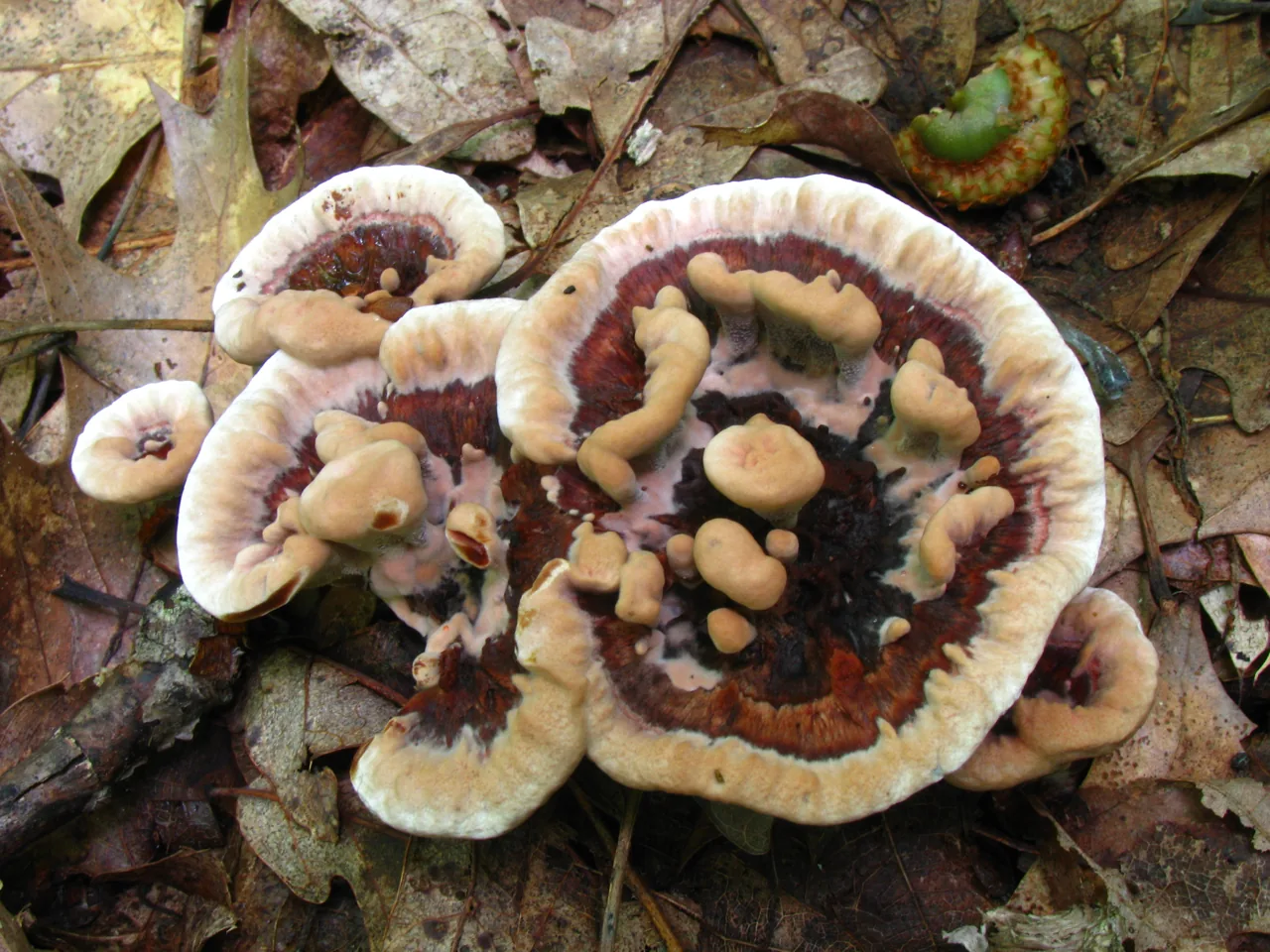 Hydnellum scrobiculatum (Hydnellum scrobiculatum) — photo mycologique