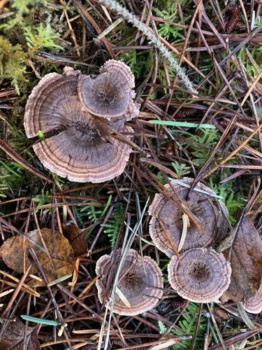 Hydnellum staurastrum (Hydnellum staurastrum) — photo mycologique